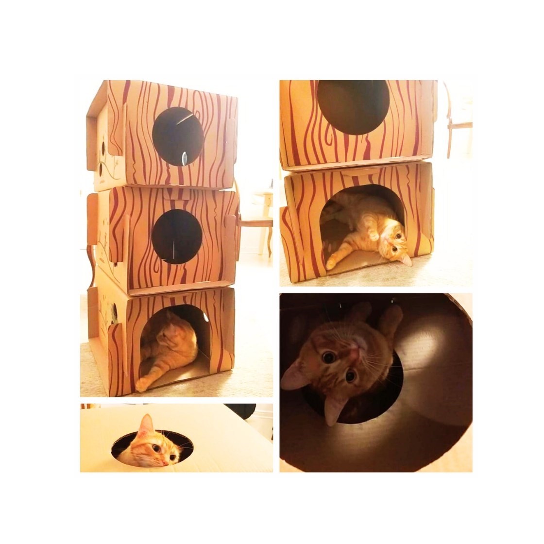 Toca Casa Para Gatos Condocat Brinquedo 3 em 1 Papelão Reciclável e Biodegradável