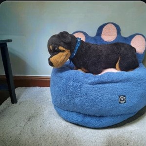 Cama pata de urso